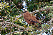 Picture 'Br1_0_01094 Eagle, Brazil'